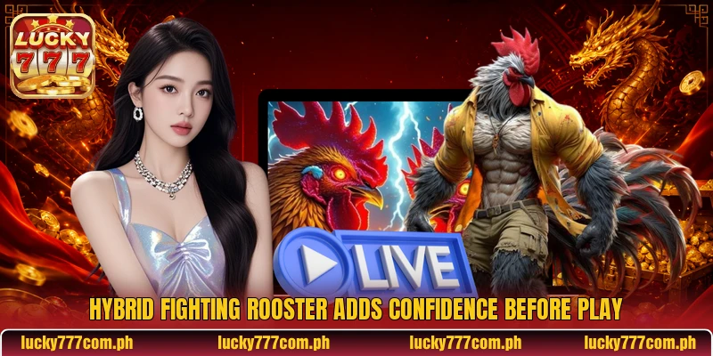 Hybrid Fighting Rooster Adds Confidence Before Play
