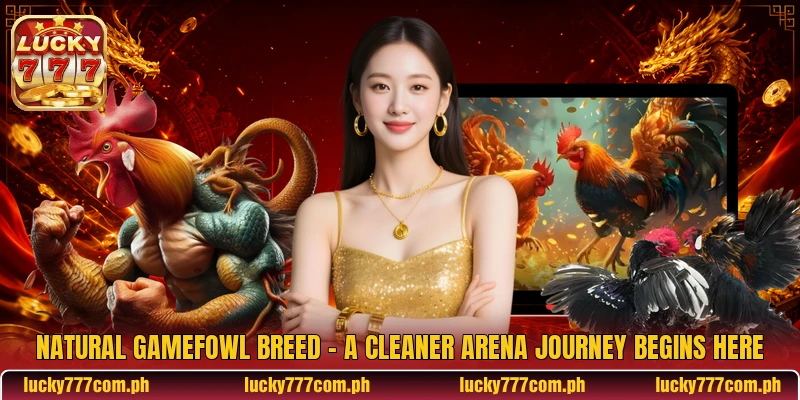 Natural Gamefowl Breed - A Cleaner Arena Journey Begins Here