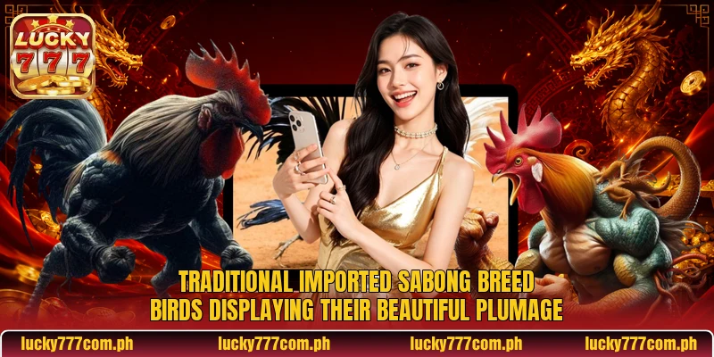 Traditional Imported Sabong Breed birds displaying their beautiful plumage Traditional Imported Sabong Breed birds displaying their beautiful plumage
