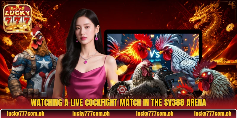 Watching a live Cockfight match in the SV388 arena